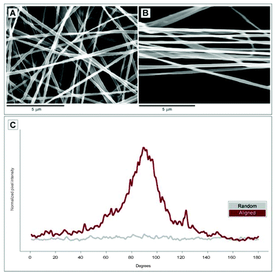 SEM imaging depicted the spatial organization of electrospun FBG fibers in random (A) and aligned (B) configurations. The spatial organization of fibers was characterized by FFT analysis and then plotted as pixel intensity against the angle of acquisition (C).