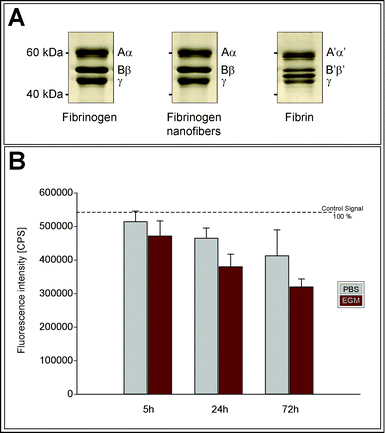 Characterization of the stability of electrospun FBG fibers. (A) SDS-PAGE profiles of pure FBG, electrospun FBG, and fibrin. (B) Fluorescence intensity was measured in counts per second (CPS) of extracted electrospun FBG/FITC-FBG incubated in PBS or EndoGRO medium (EGM) for different time periods. Error bars show standard error.