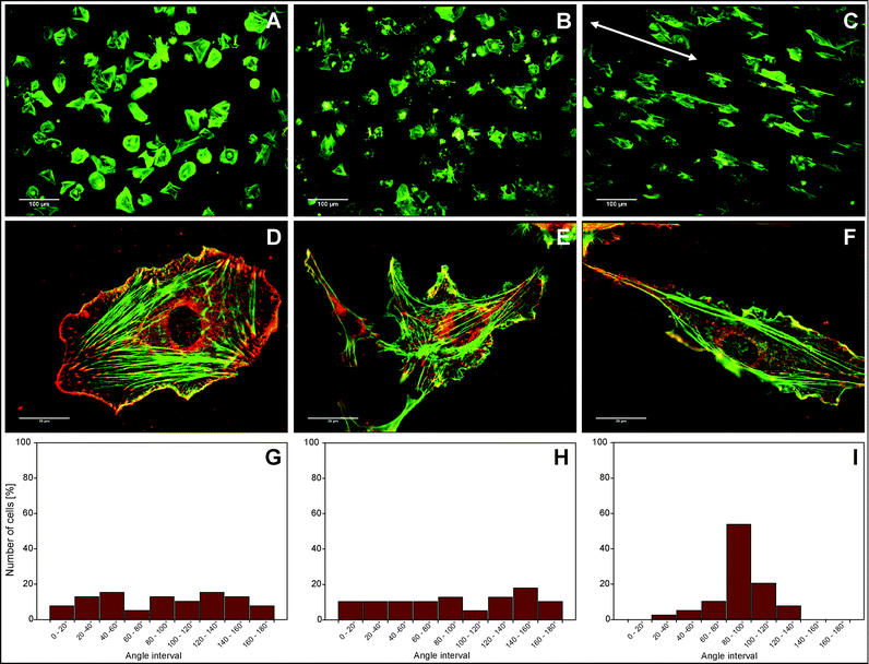 Cellular interactions with FBG nanofibers after 2 hours of incubation in serum-free medium. (A–C) Overall cell morphology of HUVECs on adsorbed FBG (A), randomly deposited nanofibers (B), and aligned nanofibers (C), where the direction of fiber alignment is indicated by the white arrow. (D–F) Immunofluorescent micrographs showing the development of focal adhesion complexes (vinculin in red) and the actin cytoskeleton (phalloidin in green) on adsorbed FBG (D), random nanofibers (E), and aligned nanofibers (F). (G–I) Distribution of cell orientation on adsorbed FBG (G), randomly deposited nanofibers (H), and aligned nanofibers (I), measured as the angle between the longitudinal cell axis and the line perpendicular to the nanofiber direction.