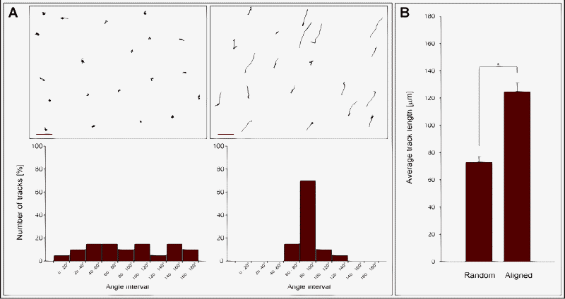 Cell motility on FBG nanofibers. (A) HUVEC cell tracks on random (upper left) and aligned nanofibers (upper right). Scale bars represent 100 μm. The distributions of the cell track orientation on random and aligned fibers are shown below each graph. (B) Average cell track length on random and aligned FBG nanofibers.