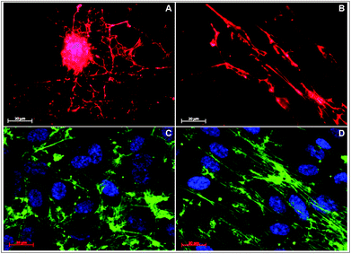 Deposition of fibronectin secreted by HUVECs cultured for 3 days on random (A) and aligned FBG nanofibers (B). Indirect immunofluorescent staining of HUVEC cultured for 7 days on random (C) and aligned FBG nanofibers (D) with phalloidin (green) and Hoechst (blue).