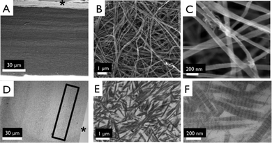 Ultrastructure of collagen matrices. Scanning electron micrographs of side views of 4 layered collagen matrix (A), showing indistinguishable interface between layers, magnified image to show dense fibrillar structure 10 000× (B), and 50 000× (C). Transmission electron micrographs of 4 layered collagen matrix (D), magnified image to show dense fibrillar structure at interface of collagen layers (E), and magnified image of a showing d-periodic banding pattern (F). *marks top of layered construct. Box shows faint interface region between two collagen layers.