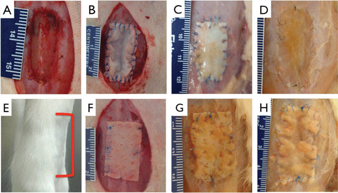 Abdominal wall model and repair. Incisional hernia model was created by cutting through the abdominal wall to the peritoneum (A). 12 layered collagen patch (B) or control 1 mm thick control patch (F) was sown into place using 6-0 suture. (E) Representative image showing none of the treatment or control groups exhibit gross ventral reherniation at any explant timepoints, red bracket indicates approximate implant site. Undegraded multilayer collagen (C) and Permacol™ (G) are clearly present at 1 month. Both collagen and control (G) are clearly present at 1 month. At 3 months, collagen patch shows appreciable reintegration with host tissue (D), as compared to control (H). Scale bar minor units in mm.