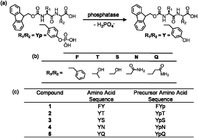 (a) Reaction schematic of enzymatic dephosphorylation by alkaline phosphatase. (b) Table of amino acid side chains. (c) The amino acid sequences of compounds 1–5 and their precursors: Fmoc-FY-OH, Fmoc-YT-OH, Fmoc-YS-OH, Fmoc-YN-OH and Fmoc-YQ-OH respectively.