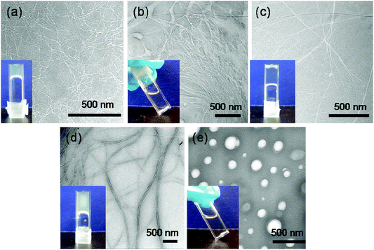 (a)–(e) TEM images of self-assembled structures of 10 mM samples of 1, 2, 3, 4 and 5 respectively after 24 hours of enzyme addition. Inset: hydrogelation of respective samples tested by vial inversion at 24 hours.