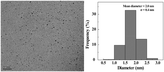 TEM image and size distribution histogram of the Au DENPs-FA.