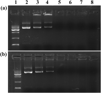 Gel retardation assay of pDNA complexed with Au DENPs (a) and Au DENPs-FA (b) at different N/P ratios. Lane 1: DNA marker; lane 2: pDNA alone; lane 3: N/P = 0.125 : 1; lane 4: N/P = 0.25 : 1; lane 5: N/P = 0.5 : 1; lane 6: N/P = 1 : 1; lane 7: N/P = 2 : 1; lane 8: N/P = 5 : 1.