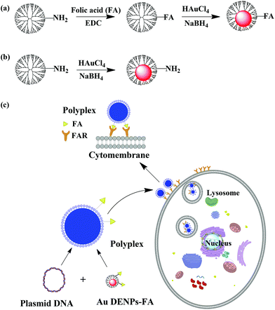 Schematic illustration of the synthesis of Au DENPs-FA (a), Au DENPs without FA (b), and the targeted gene delivery process (c).