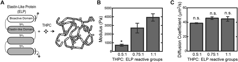 Schematic of ELP hydrogel formation. ELP consists of 4 repeats of a cassette containing 1 bioactive domain and 3 identical elastin-like domains, which include lysine residues within the elastin-like domain to provide amine reactive crosslinking sites that form covalent bonds with THPC (A). Elastic moduli of 5 wt% ELP hydrogels (n = 4–5) with varying THPC : ELP reactive group stoichiometry (B). Effective diffusion coefficient for 70 kDa FITC-dextran in 5 wt% ELP hydrogels of varying crosslink density (C). All values are reported as mean ± SEM, where * denotes significant difference and n.s. denotes no significant difference, p < 0.05.