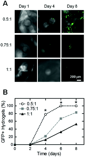 Representative fluorescent images of EGFP expression within hydrogels after 2, 4, and 8 days of culture for crosslink densities of 0.5 : 1, 0.75 : 1, and 1 : 1 THPC to ELP reactive groups (A). Yield of EGFP positive hydrogels (n = 15–18), where * denotes significant difference among groups (p < 0.05) by χ2 test for binomial distributions (B).