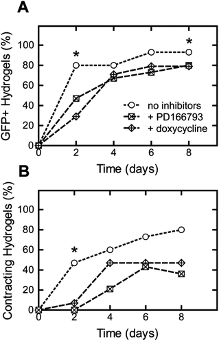 Cardiomyocyte differentiation yield within 5 wt% ELP hydrogels with 0.5 : 1 crosslink density and 5.3 mM RGD ligand density quantified by EGFP expression (A) and contractility (B) with or without the addition of MMP inhibitors, PD166793 and doxycycline (n = 11–14). Significant differences among groups (p < 0.05) using χ2 test for binomial distributions is denoted by *.