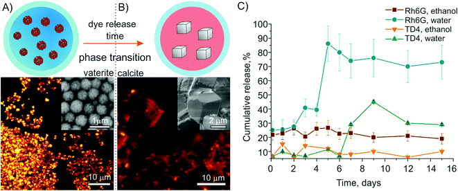 Particle recrystallization in media: (A) and (B) represent a scheme of the release mechanism and the corresponding 2PM fluorescence images from the containers, with SEM images as insets. In (A) the carriers are in a pure vaterite phase loaded with Rh6G; (B) shows the calcite phase where the dye was released to the medium apart from residuals attached to the crystal edges; (C) shows dye release curves for different payloads measured by spectrofluorometry during the immersion in water and in ethanol.