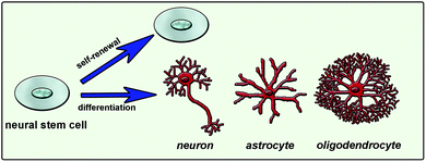 Neural stem cell fate determination is mainly guided by extracellular matrix molecules, soluble factors and cell-to-cell interactions.