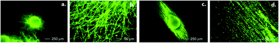 Neural differentiation of ESCs on random (a,b) and aligned (c,d) PCL fibers. Immunohistochemistry is performed for a neural cell marker, Tuj1. Reprinted with permission from ref. 43.