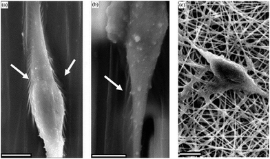 SEM images of NSCs differentiated on aligned nanofibers (a), microfibers (b) and random nanofibers (c) of PCL. Arrows indicate sites of interaction between cells and the scaffold. Reprinted with permission from ref. 45.