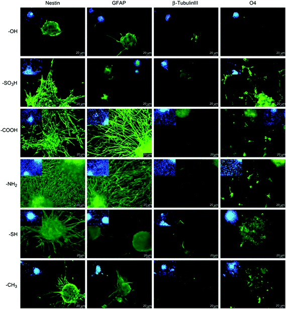 Differentiation of NSCs on chemically functionalized glass substrates as demonstrated by expression of markers for astrocytes (GFAP), neurons (β-III tubulin) and oligodendrocytes (O4). Undifferentiated NSCs are shown by nestin expression. Reprinted with permission from ref. 55.