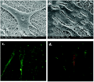 Neural differentiation of MSCs on PLCL/collagen scaffolds. SEM images of differentiated (a) and undifferentiated (b) MSCs. Neurofilament (green) and nestin (red) expressions of differentiated MSCs are shown in (c) and (d) respectively. Reprinted with permission from ref. 63.