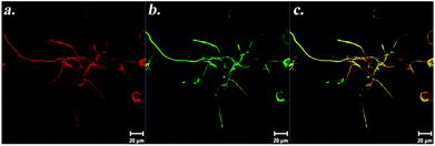 Immunostaining of PC-12 cells against β-III tubulin (a) and Syn1 (b) on NGF-treated heparan sulfate-mimicking nanofibers. Panel (c) shows merged images of β-III tubulin and Syn1 on the same cells. Reprinted with permission from ref. 70.