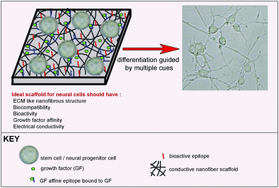 Bioactive scaffold design for neural differentiation of stem cells.