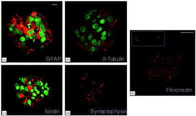 Differentiation of NSCs into astrocytes (a) and neurons (b) in PEG hydrogels. Expression of nestin by undifferentiated NSCs (c), synaptophysin by differentiated neurons (d) and fibronectin by neural cells (e) are also shown. Scale bar represents 10 μm (a–d) and 50 μm (e). Reprinted with permission from ref. 18.