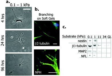 Neural differentiation of hMSCs on soft polyacrylamide gel scaffolds. (a) Change in cell morphology when cultured on the substrate with low stiffness. Note the neural projection-like branches. (b) Expression of neural markers β-III tubulin and NF by differentiated cells. (c) Western blot analysis of neural markers for cells grown on PA gels with different elasticities. Glass (GL) surface was used as control. Reprinted with permission from ref. 9.