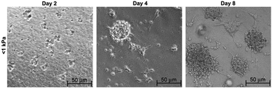 Differentiation of NSCs in neurobasal media on soft MAC hydrogel of <1 kPa substrate stiffness over 8 days of culture. Reprinted with permission from ref. 10.