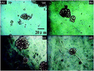 Neurite extension of PC-12 cells on electroactive surfaces. Tissue culture plate without (a), and with NGF (b), electroactive ATQD-RGD without (c) and with NGF (d) (50 ng mL−1). Reprinted with permission from ref. 39.