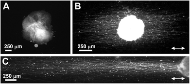 Neurite outgrowth from DRG cells on PLLA nanofibers demonstrated by neurofilament staining. DRG cells on (A) random nanofibers, (B) aligned nanofibers, and (C) aligned nanofibers immobilized with bFGF. Reprinted with permission from ref. 40.