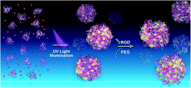 Schematic of the photo synthesis of protein-based drug-delivery system with active targeting function. The first stage (left arrow) corresponds to the fast preparation of protein (BLA)–drug (DOX) nanoparticles, and the subsequent stage (right arrow) is the conjugation of the active targeting ligand RGD (green) or hydrophilic molecules PEG (blue) to the free thiols on the surface of the BLA–DOX nanoparticles.