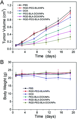 (A) In vivo tumor-suppressive capabilities of RGD–BLA–DOX/NPs and controls, such as PBS, RGD–PEG–BLA/NPs, free DOX, PEG–BLA–DOX/NPs, and RGD–PEG–BLA–DOX/NPs, through i.v. injection in EC109 tumor-bearing nude mice (n = 5 of each). (B) The body weights of each group are shown as the mean (n = 5 of each).