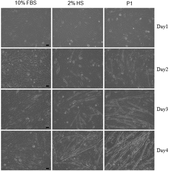 Differentiation of C2C12-myoblast to myotube; brightfield images of cells treated with 10% FBS (left), 2% HS (middle) and P1 (100 μM) (right) for 4 days. Scale bar = 50 μm.