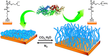 Schematic of protein capture and release using CO2-responsive polymer brushes. Collapsed polymer brushes (before exposure to CO2 or upon N2 bubbling that removes CO2) form a surface favorable for protein attachment, while polymer brushes in chain-extended conformation (upon exposure to CO2) form a surface unfavorable for protein adsorption, leading to the release of adsorbed proteins. The chemical structure of CO2-responsive brushes is also shown.