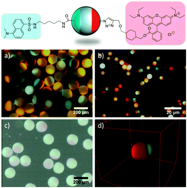 Fluorescent Janus particles obtained by coupling dansyl cadaverine and rhodamine alkyne onto chemically orthogonal beads. Fluorescence microscopy images (a, b), light microscopy image (c) and CLSM 3D volume plot (d). The diameter of the particle in (d) is 5.6 μm.