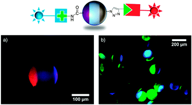 Schematic illustration of protein Janus beads. Overlay of fluorescence images of rhodamine-labeled PNA bound to amino-β-lactoside and DyLight 405-labeled streptavidin bound to biotin alkyne (a) and fluorescein-labeled ConA bound to amino-α-mannoside and DyLight 405-labeled streptavidin bound to biotin alkyne (b).