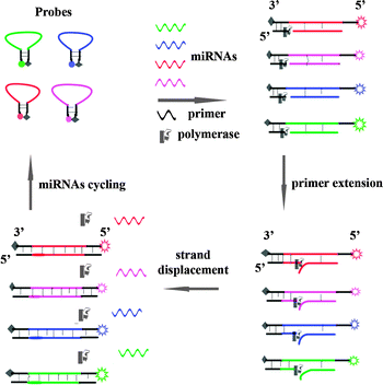 Schematic illustration of miRNA detection based on a strand displacement amplification triggered by target miRNA hybridization.