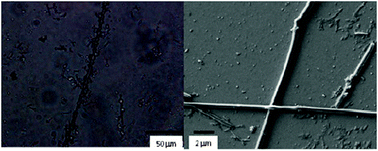 Optical microscopy (left) and SEM (right) images of the xerogel.