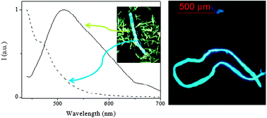 Emission spectra of the xerogel using emission microscopy spectroscopy (left, λexc = 390 nm): fibers (dashed line) and solid (solid line); optical fluorescence microscopy image of the fibers (right).