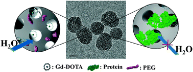 TEM image of representative protein capped Gd–DOTA MSNs (75.9 ± 6.4 nm in diameter; scale bar 50 nm). The schematics depict the native pegylated (left) and sterically capped (right) water access to internalised Gd–DOTA units.