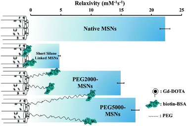 Schematic summary of particle relaxivity tuning through surface chemistry. Non protein capped Gd–DOTA MSNs have open pores, good water accessibility and relaxivities of 22.25 ± 0.83 mM−1 s−1 in water; the direct anchoring of BSA via a short silane linker leads to a dramatic reduction in relaxivity (4.74 ± 0.18 mM−1 s−1); in buffering this biomodification away from the surface with a linker, high relaxivity is recovered (14.90 ± 0.56 mM−1 s−1 for PEG2000, 17.34 ± 0.65 mM−1 s−1 for PEG5000). Error bars here represent cumulative errors arising from triple repeats of relaxivity assessment (across at least three different sample concentrations at 7 T and 20 °C) and ICP quantification.