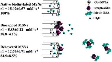 Schematic summary of MSN relaxivity gating. Externally biotinylated Gd-doped MSNs enjoy good water accessibility and a high relaxivity (15.07 ± 0.57 mM−1 s−1) that can be reversibly capped by the steric bulk of a bound STV (5.83 ± 0.22 mM−1 s−1; <40% of the original value). In the presence of low μM biotinylated BSA, the gating protein is competed off the particle surface and relaxivity recovers to 12.67 ± 0.71 mM−1 s−1 (84.5 ± 8.5% of original value). Error here represents cumulative error arising from triple repeats of relaxivity assessment (across at least three different sample concentrations at 7 T and 20 °C) and ICP quantification.