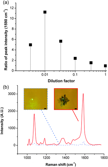 Signal enhancement with acoustic aggregation. (a) Graph showing the ratio (averaged over a minimum of three experiments) of the intensity of the peak at 1590 cm−1, obtained after SAW aggregation of MBA-functionalised Ag colloids, to its intensity obtained in the bulk solution, as a function of the amount of Ag colloids in solution. The good reproducibility of the data can be seen in Fig. S2 in ESI. (b) Shows representative spectra for a dilution of 1/100 (SAW aggregation – red, in bulk solution – dashed black). Insets are pictures of the laser spot for the corresponding conditions, scale bar 5 μm. Fig. S3 in ESI shows a spectrum for each condition.