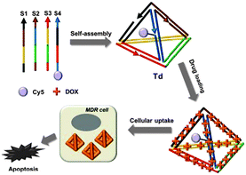 Schematic diagram of the drug-loaded DNA tetrahedron and its cytotoxic effect for drug-resistant cells.