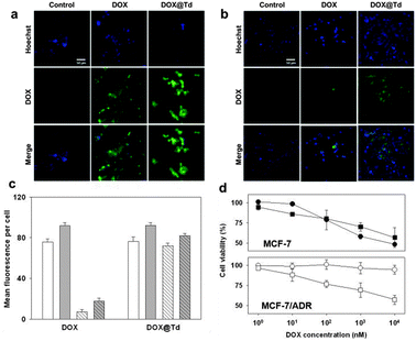 (a) MCF-7 cells treated with 10 nM DOX or DOX@Td. (b) MCF-7/ADR cells treated with 10 nM DOX or DOX@Td. Scale bar: 50 μm. (c) Drug delivery efficiency to the MCF-7 (solid) and MCF-7/ADR cells (striped) at 10 nM (white) and 50 nM DOX (gray) determined by flow cytometry. (d) Cytotoxicity of DOX (circles) and DOX@Td (squares).