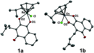 Molecular structure of the MII(η6-p-cymene) complexes 1a (M = Ru) and 1b (M = Os) drawn at 50% probability level. The hydrogen atoms were omitted for clarity.