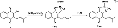 Synthesis of the organometallic lapachol (L) complexes 1a–c and their subsequent aquation to the aqua complexes 2a–c: (i) NaOMe, [MCl2(arene)]2 (a M = RuII, b M = OsII, arene = η6-p-cymene; c M = RhIII; arene = η5-pentamethylcyclopentadiene).