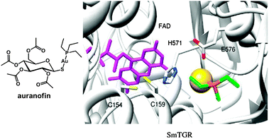 Molecular structure of auranofin. Docked conformation of {Au(PEt3)}+ in truncated SmTGR. FAD is in violet sticks. The gold atom is a yellow sphere. Residues interacting with the gold atom are in sticks. Adapted from ref. 364.