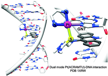 X-ray crystal structure showing the dual mode coordination/intercalation interaction between complex 14 and DNA (PDB ID 1XRW). Adapted from ref. 35.