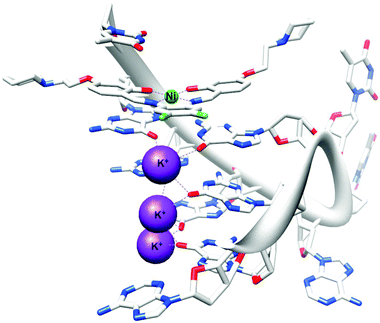 X-ray crystal structure of human telomeric G-quadruplex DNA bound to a salphen–NiII complex (PDB ID 3QSF). Adapted from ref. 142.