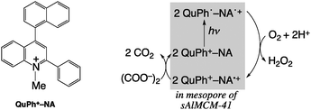 Chemical structure of QuPh+–NA and overall catalytic cycle for H2O2 production.