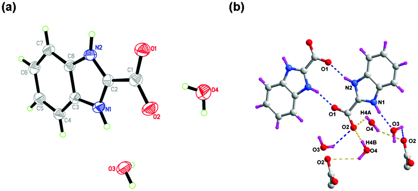 (a) Perspective view of H2BIC·2H2O. (b) The intermolecular H-bonding interactions in H2BIC·2H2O.